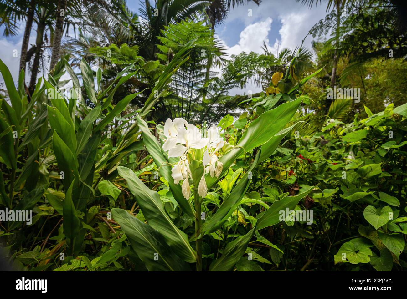 Wild Garland Flower oder Ginger Lily (Hedychium forresti) im El Yunque Rainforest National Park auf der tropischen karibischen Insel Puerto Rico, USA. Stockfoto