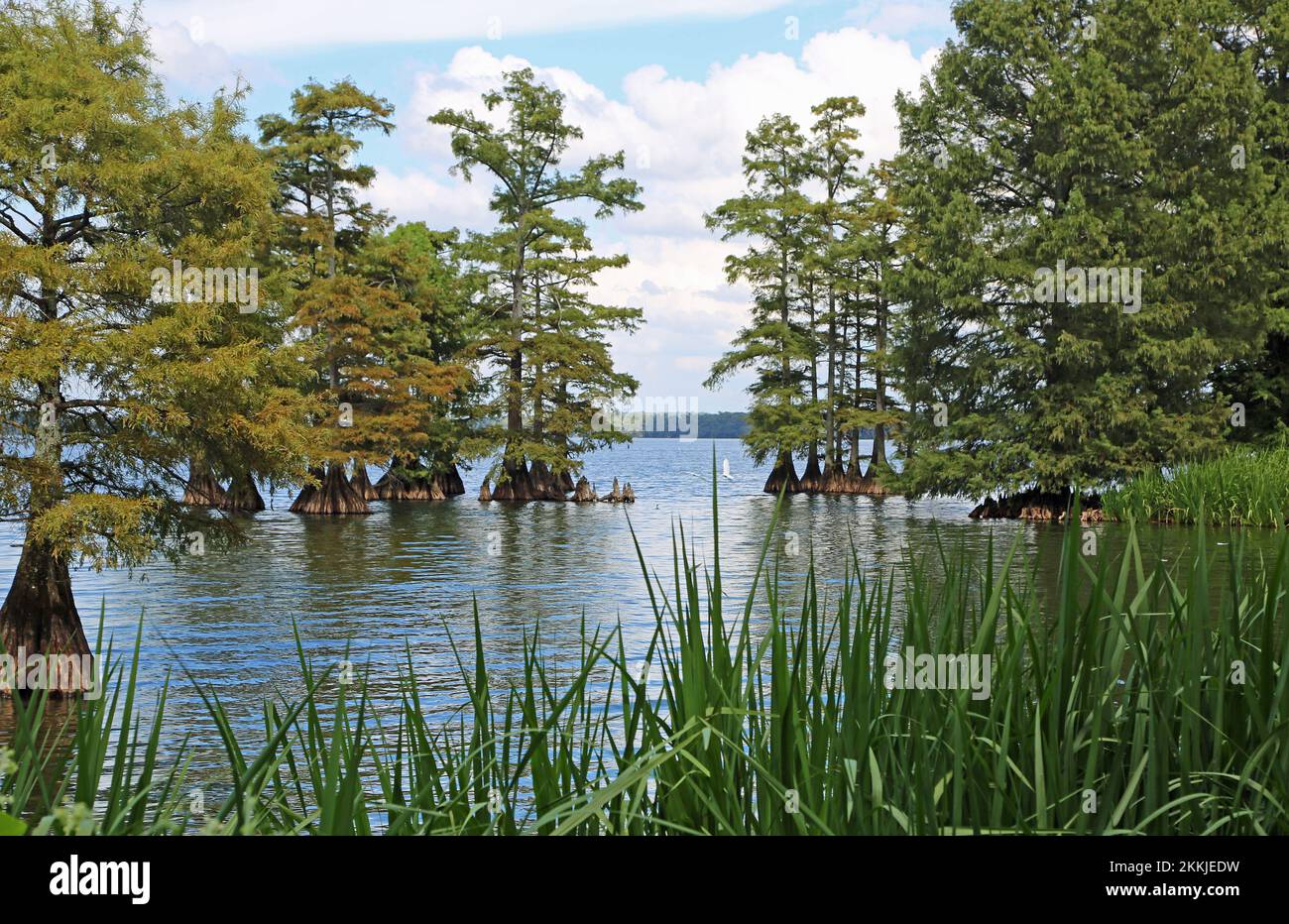 Idyllische Landschaft am Reelfoot Lake, Tennessee Stockfoto