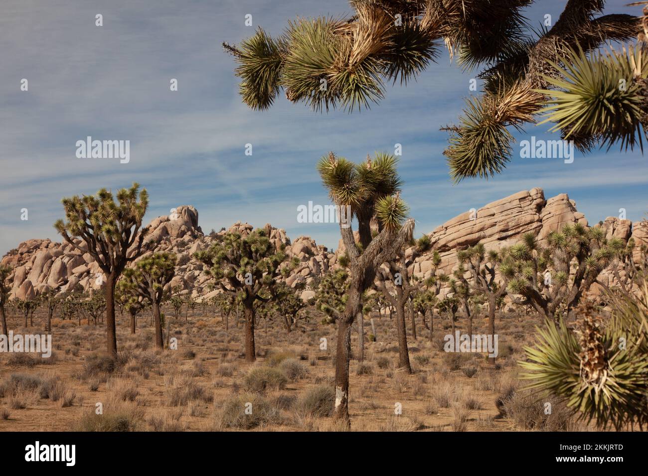 Wüstenlandschaft des Joshua Tree National Park in Kalifornien, USA Stockfoto