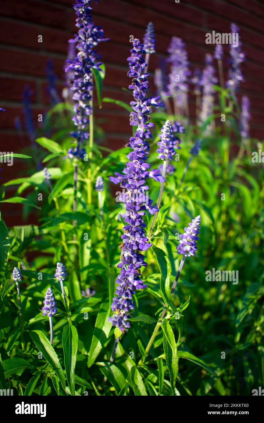 Im Garten blühende lila Salvia-Blumen Stockfoto