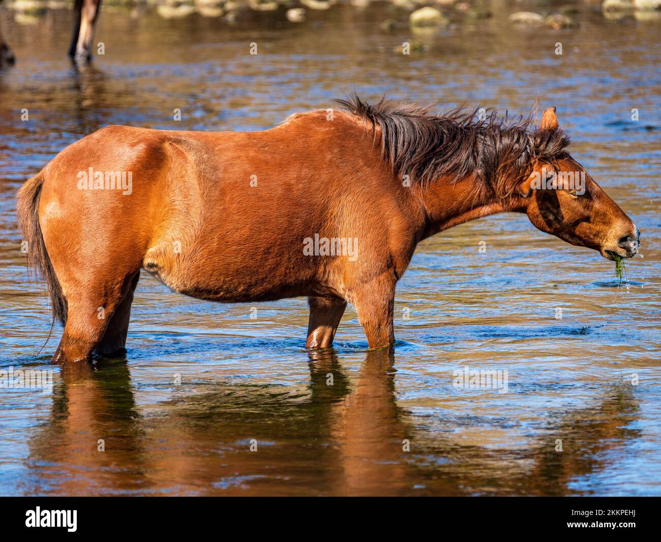 Wilde Pferde grasen an einem kühlen Herbsttag im Salt River Arizonas auf der Suche nach dem köstlichen Gras, auf dem sie fressen. Stockfoto