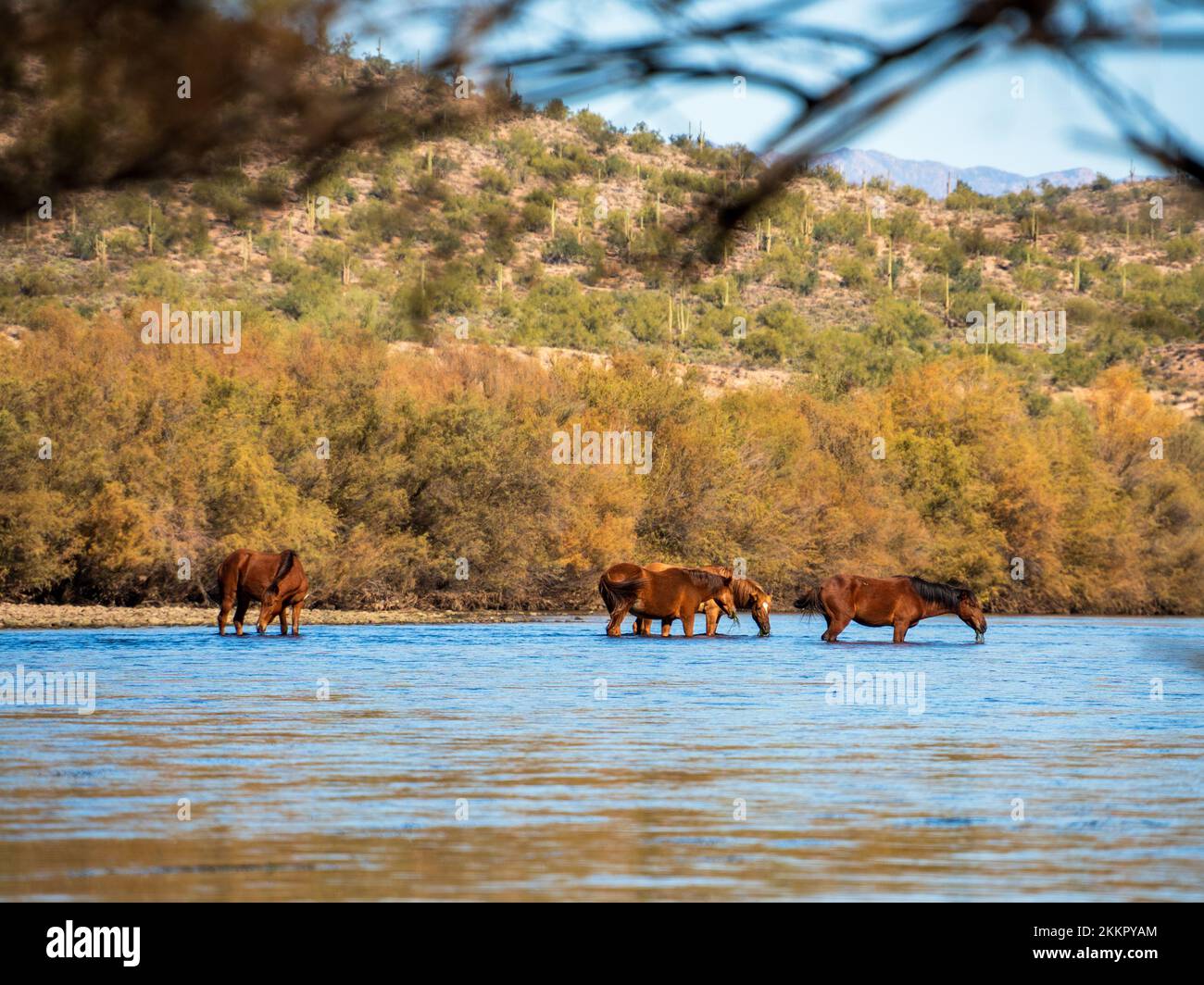 Eine Gruppe wilder Pferde, die im unteren Salt River in der Nähe von Phoenix, Arizona, leben, grasen in dem kühlen fließenden Fluss und sammeln die üppigen Gräser Stockfoto