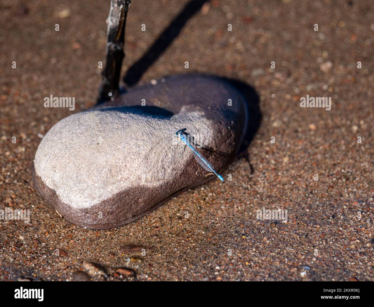 Eine brillante blaue Libelle leuchtet auf einem kleinen Felsen neben Arizonas Salt River Stockfoto