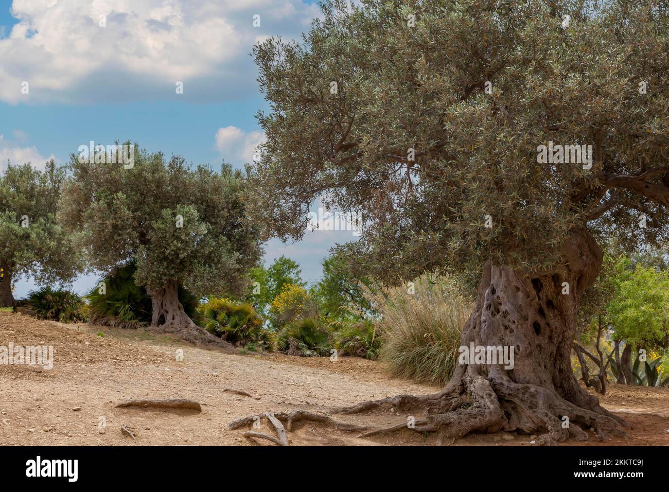 Alte Olivenbäume, Sizilien, Italien, Europa Stockfoto