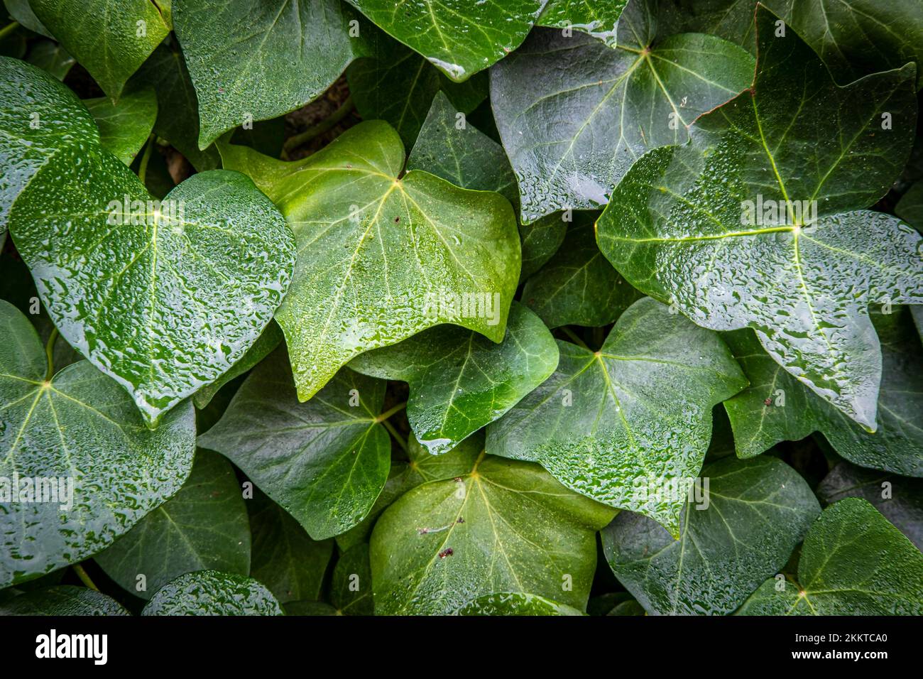 Detail einer Kletterpflanze in einem Garten Stockfoto