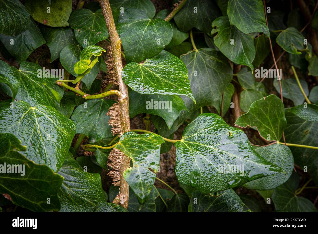 Detail einer Kletterpflanze in einem Garten Stockfoto
