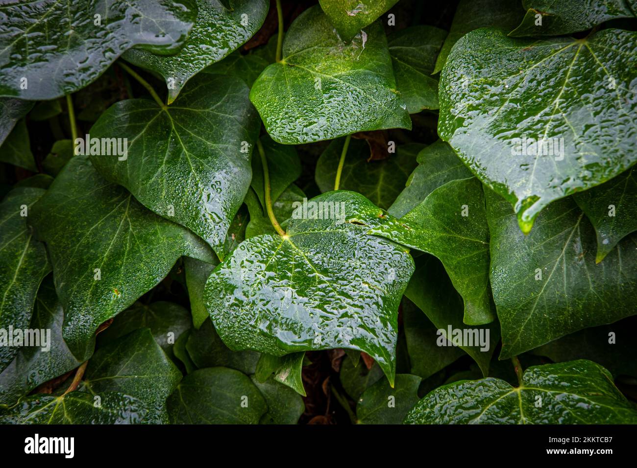 Detail einer Kletterpflanze in einem Garten Stockfoto