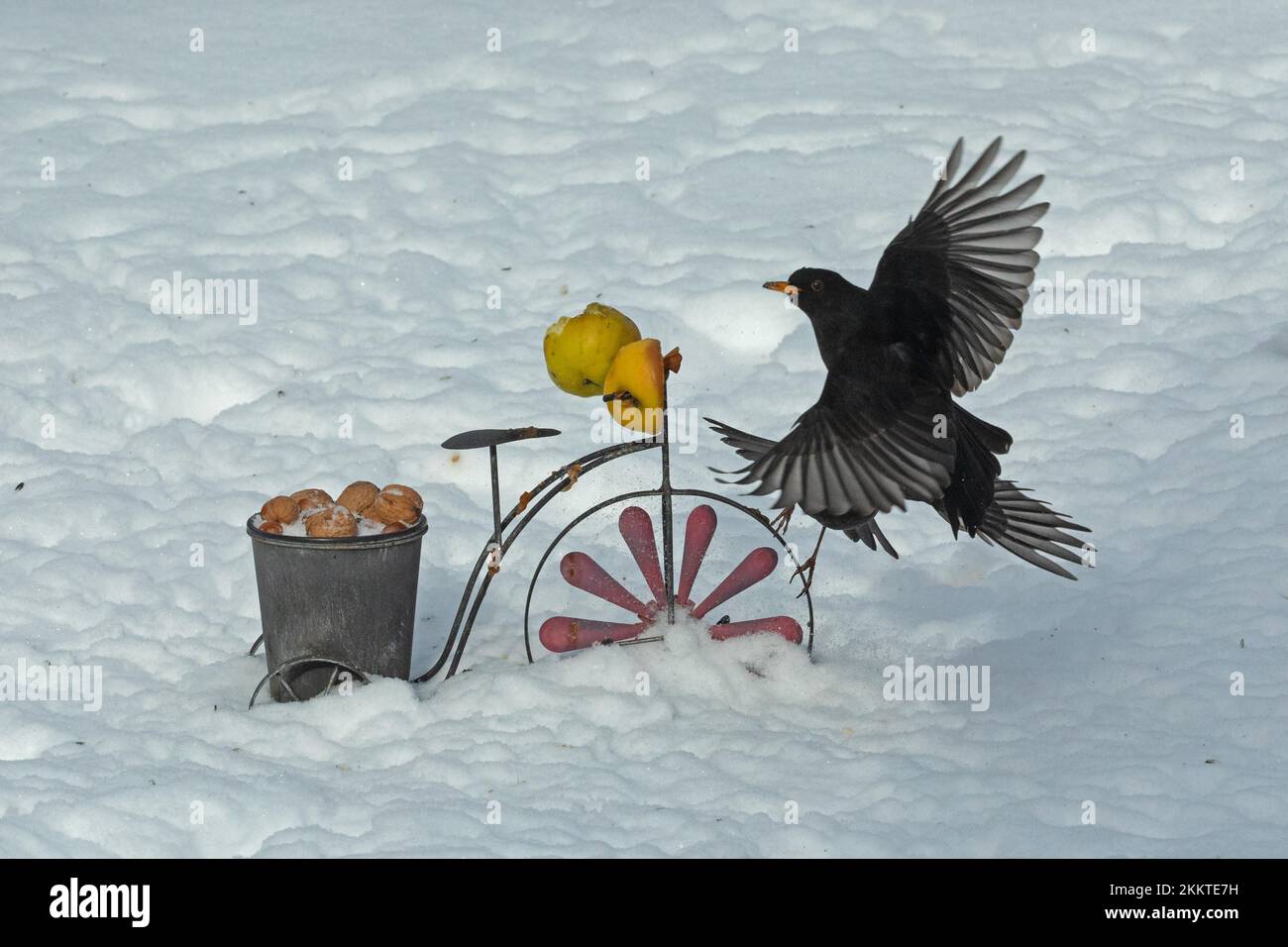 Blackbird zwei Männer mit offenen Flügeln kämpfen neben dem Fahrrad mit Gras und Nüssen und Äpfeln, die aufeinander zufliegen Stockfoto