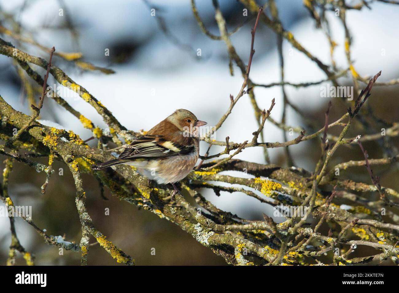 Chaffinch sitzt auf dem Ast und schaut vor den blauen Himmel Stockfoto