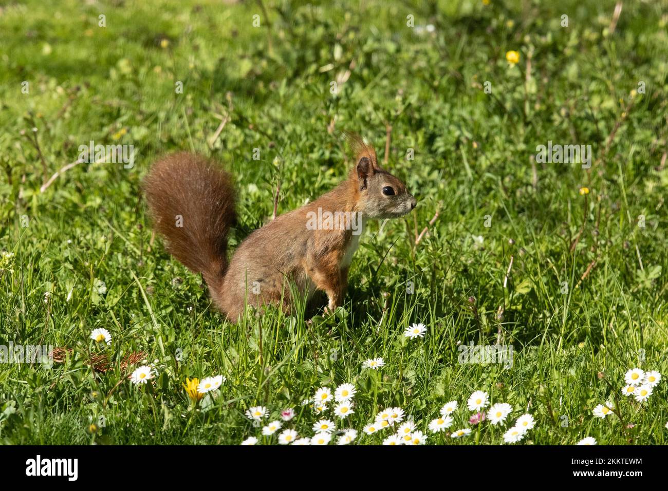 Das Eichhörnchen sitzt im grünen Gras neben weißen Blumen, rechts gesehen Stockfoto