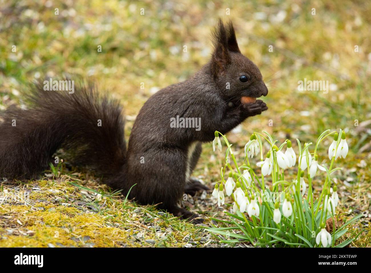 Ein Eichhörnchen, das Nüsse in den Händen hält und im grünen Gras neben weißen Blumen steht, die nach rechts schauen Stockfoto