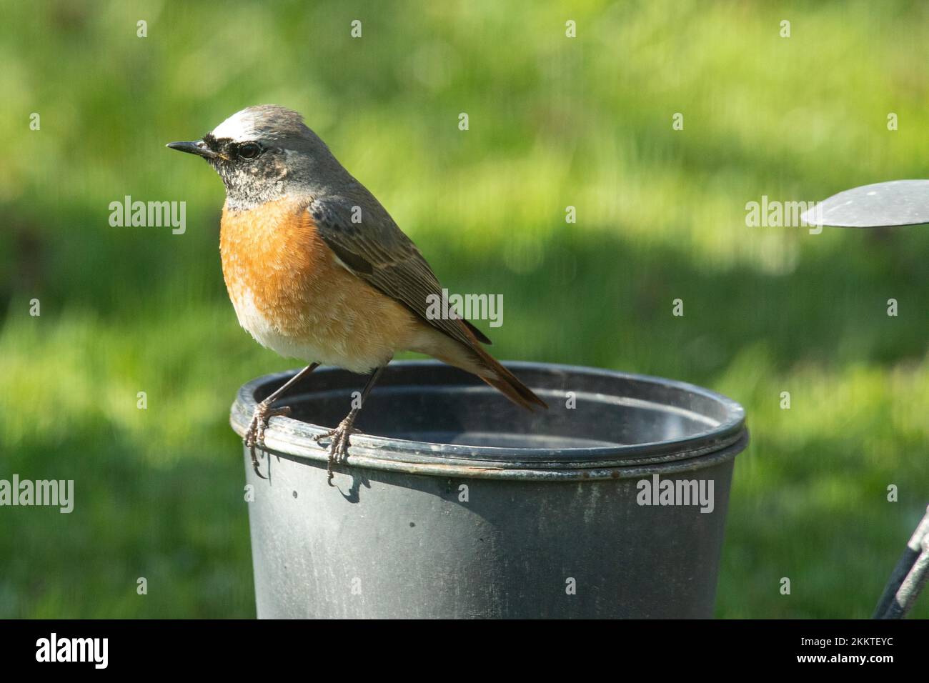 Ein RotStart-Mann, der auf dem Topf sitzt und nach links schaut Stockfoto