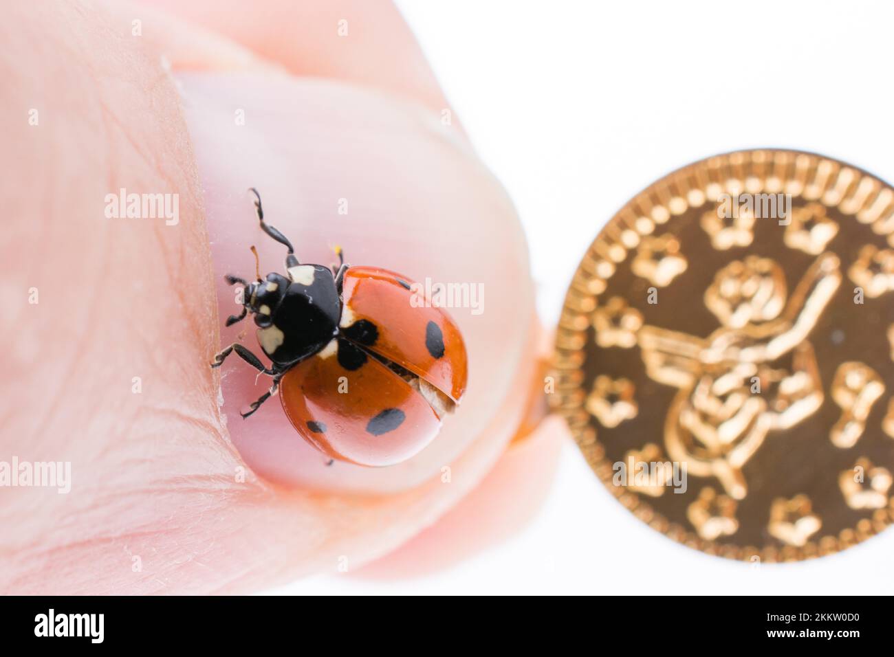 Schönes Foto von rote Marienkäfer zu Fuß auf eine gefälschte Münzen Stockfoto