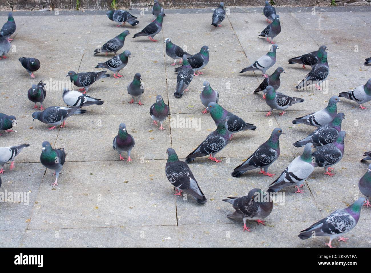 Tauben in der Straße an einem sonnigen Tag Stockfoto