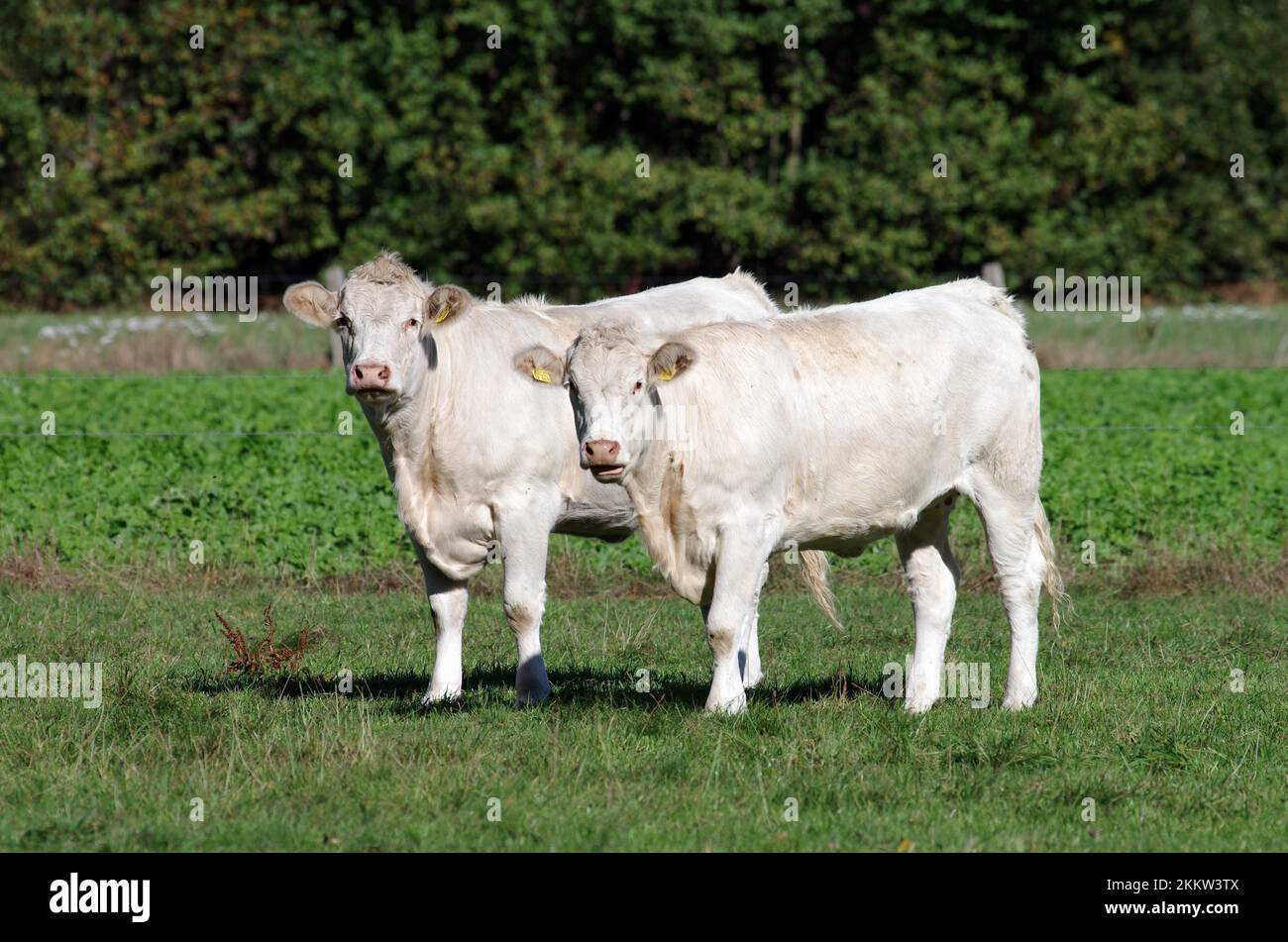 Hausrinder (Bos taurus), Charolais, Weideland, zwei auf der Weide stehende Rinder Stockfoto