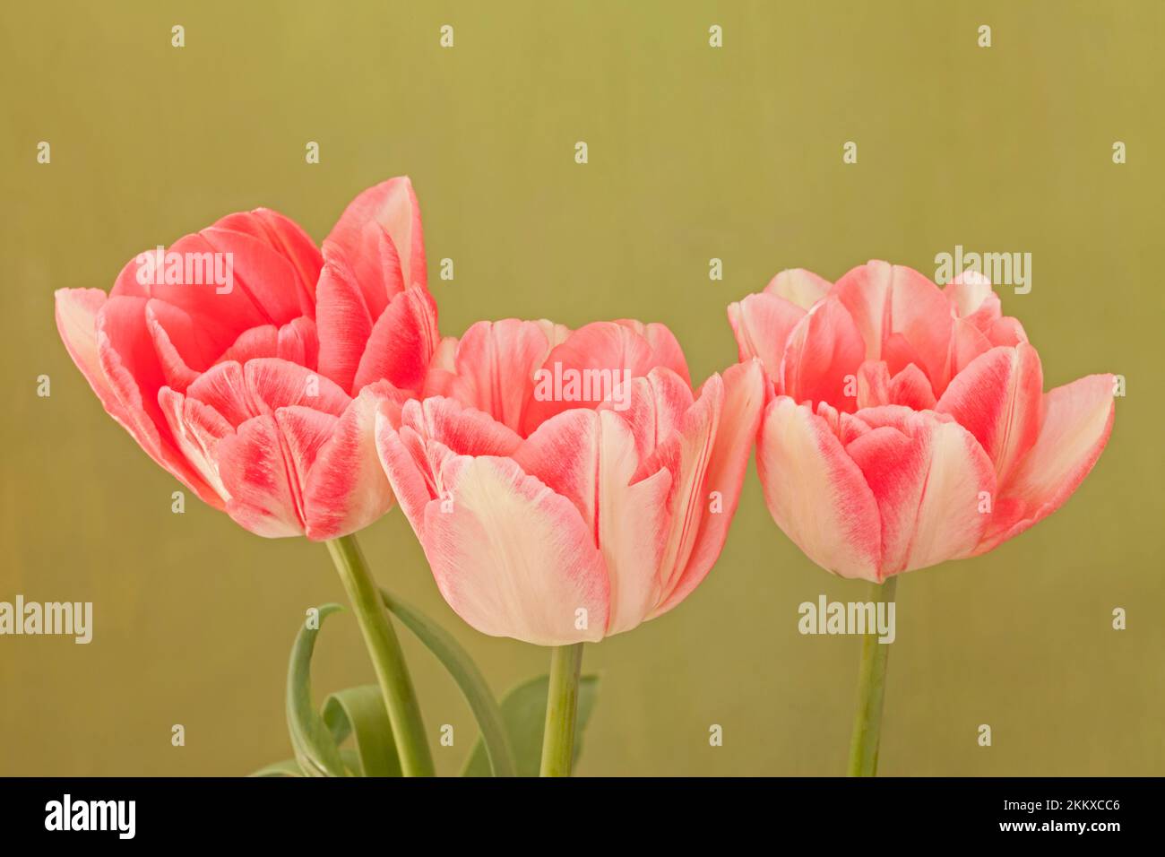 Tulipa 'Foxtrot', Rosa Doppeltulip Stockfoto