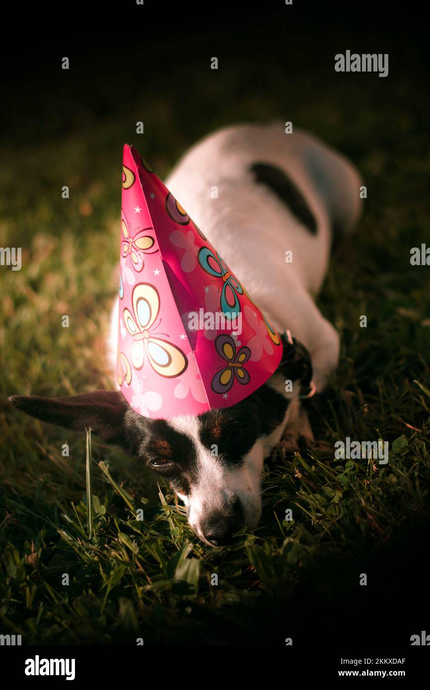Ein bezauberndes Partytier: Obie, der Miniatur-Fuchs-Terrier, schläft auf dem Rasen eines besonderen Geburtstags Stockfoto