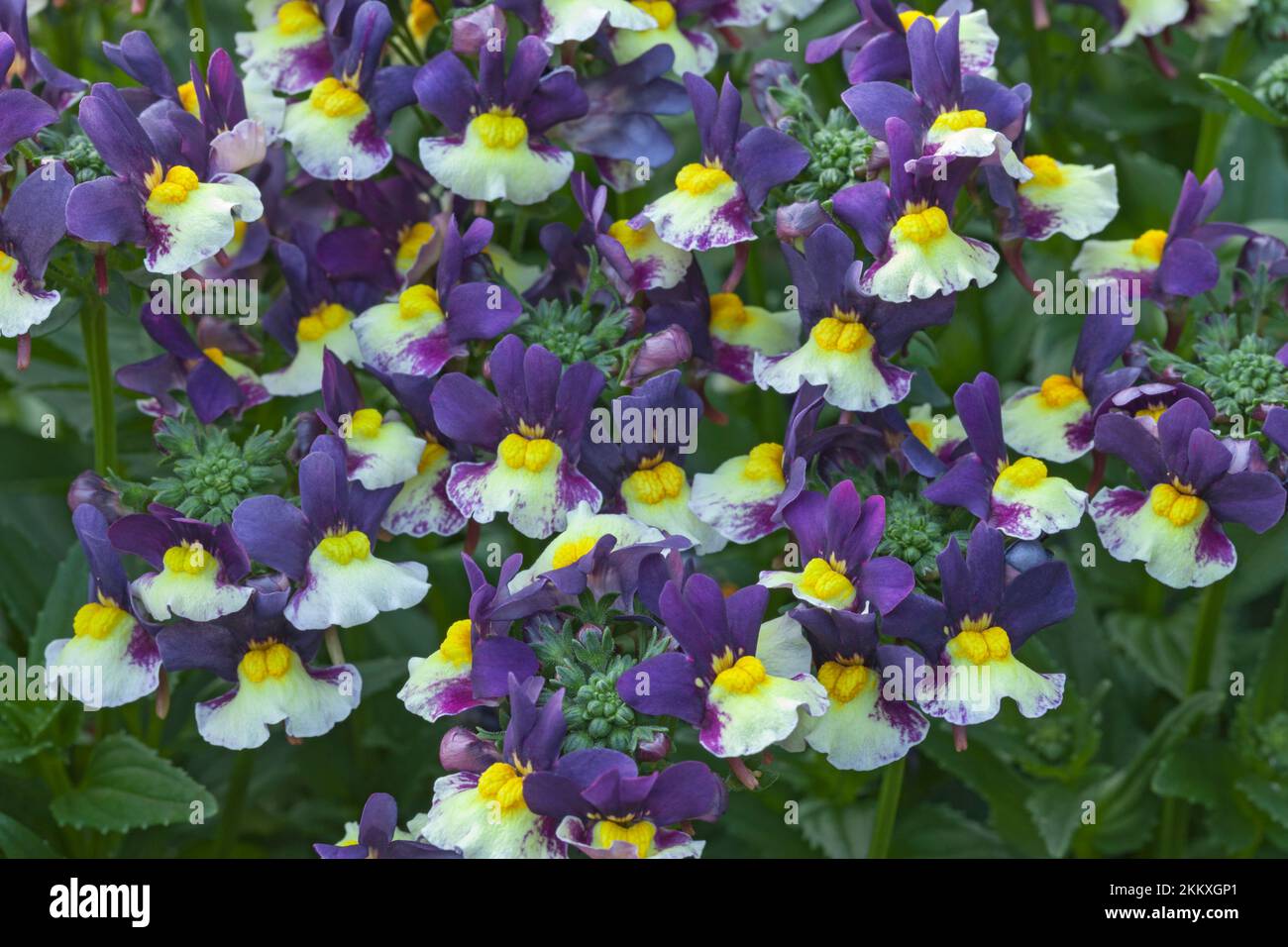 Nemesia, Aroma „Pflaumen and Custard“ Stockfoto