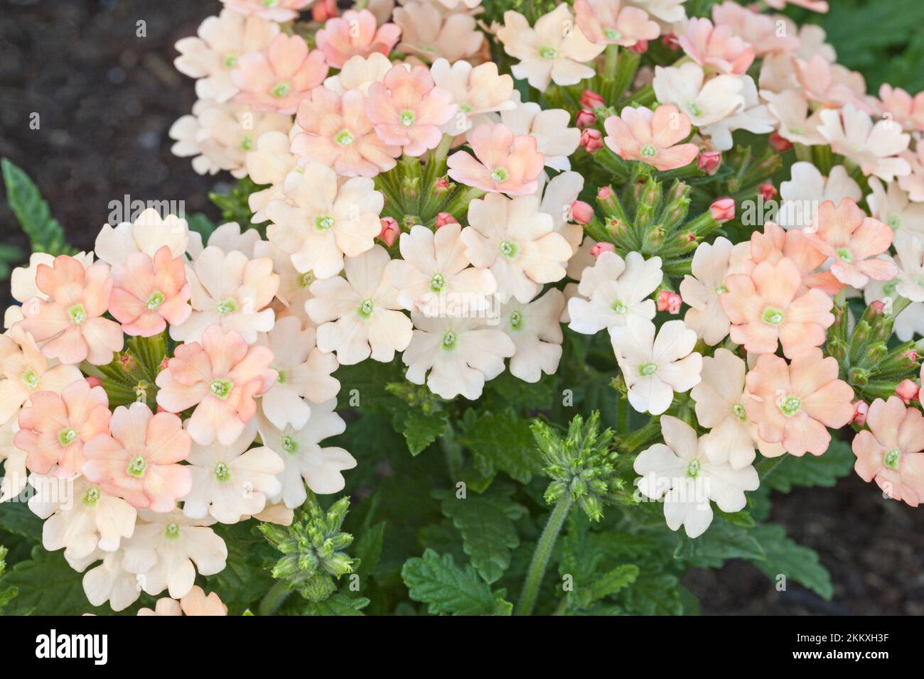 Verbena, Sherbet „Peaches and Cream“ Stockfoto