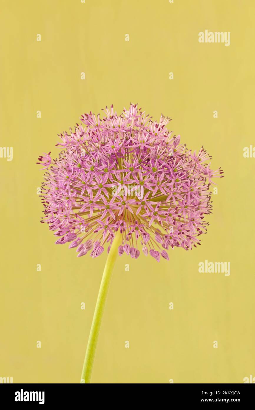 Allium 'Purple Sensation' Stockfoto