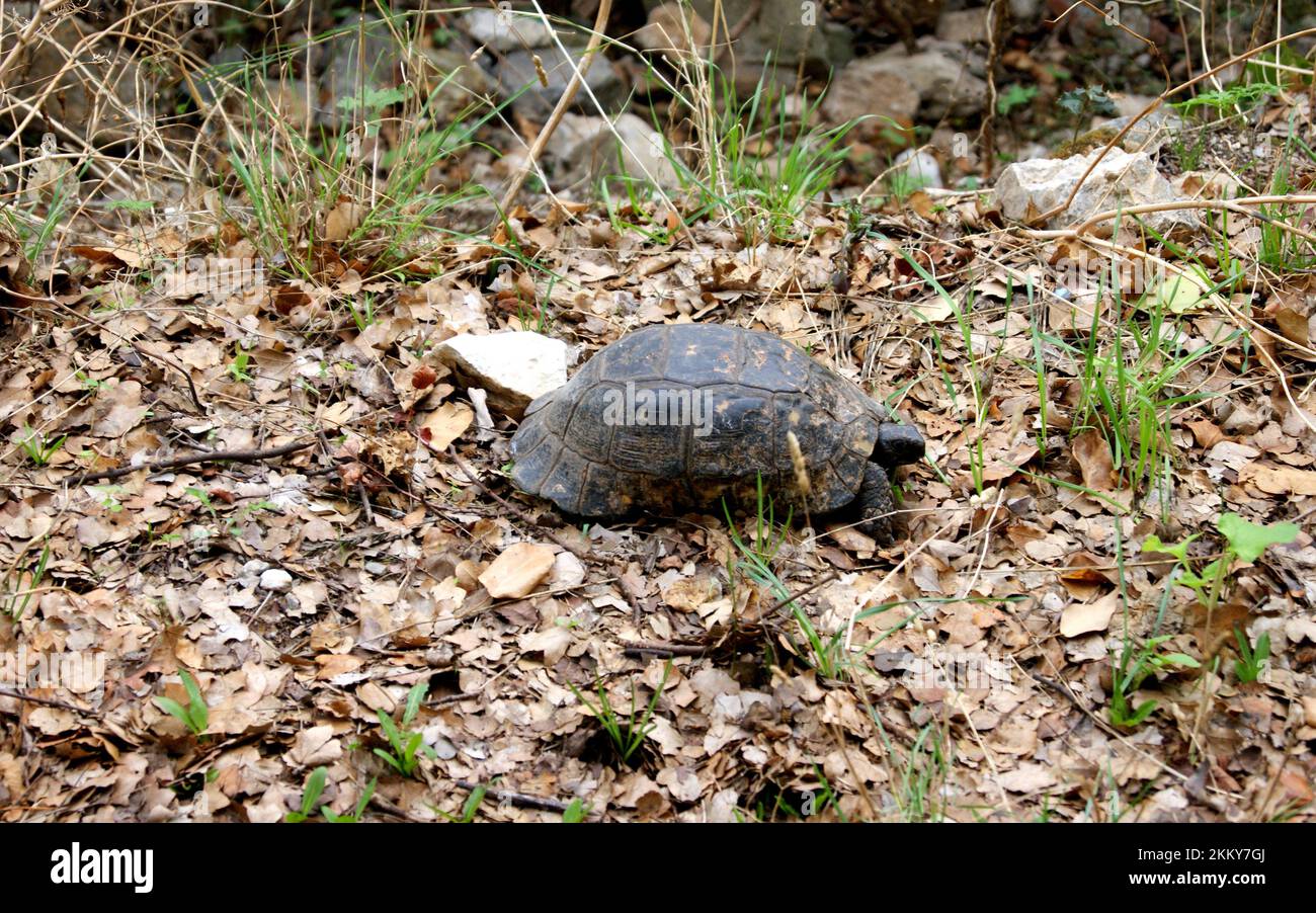 Griechische Schildkröte, auch bekannt als Testudo graeca, die auf dem Boden mit trockenen, gefallenen Blättern krabbelt, gesehen in Peloponnes, Griechenland Stockfoto