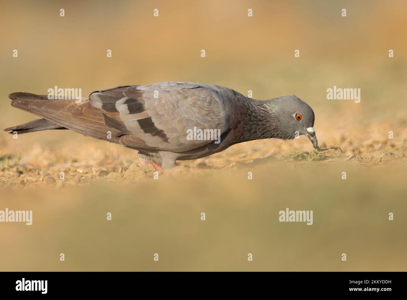 Felsentaube, gewöhnliche Taube, Felsentaube, die auf dem Boden forscht. Columba livia. Stockfoto