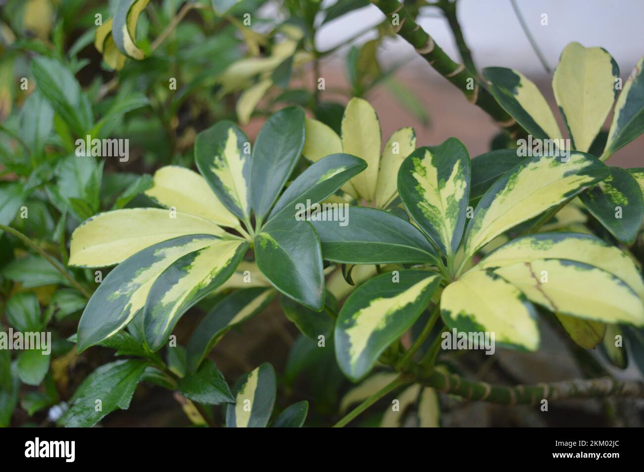 Schefflera actinophylla oder Regenschirmbaum gelb und grün Blätter close-up. Verkauf im Laden. Selektiver Fokus Stockfoto