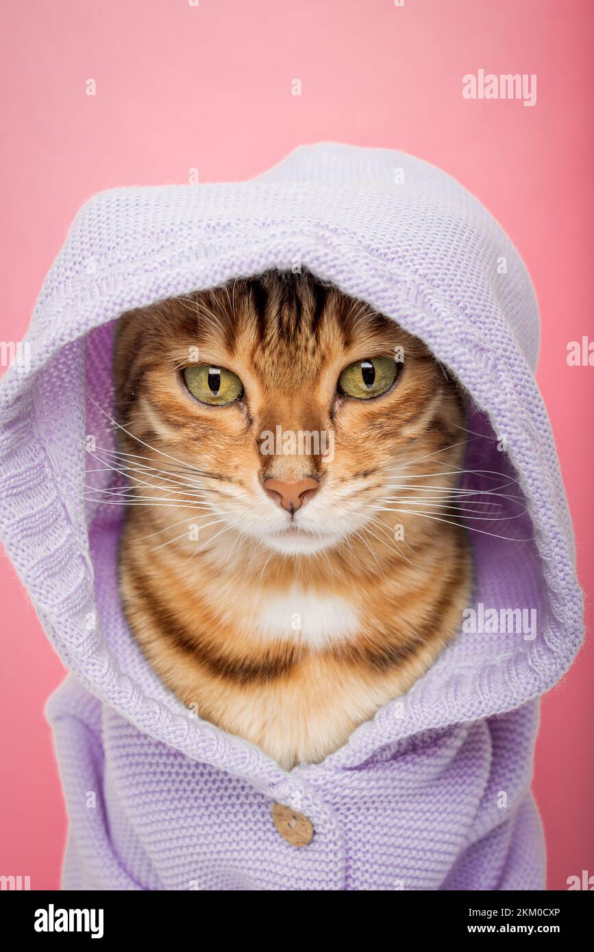 Coole Bengal Katze in einem gestrickten blauen Hoodie auf einem rosa Hintergrund. Stockfoto