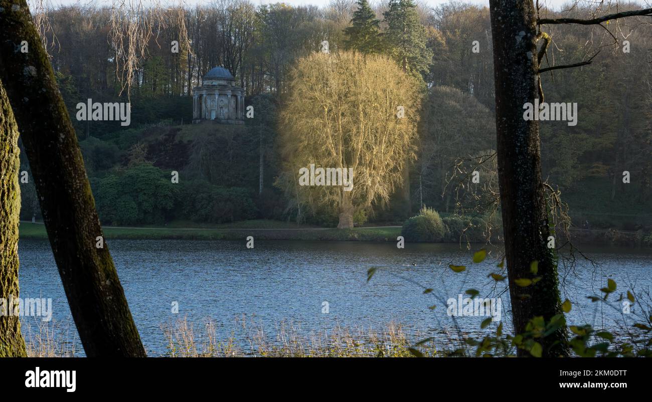 Am späten Nachmittag erstrahlt die Sonne in Stourhead, Wilts, Großbritannien, an den Herbstzweigen des American Tulip Tree (Liriodendron tulipifera) Stockfoto