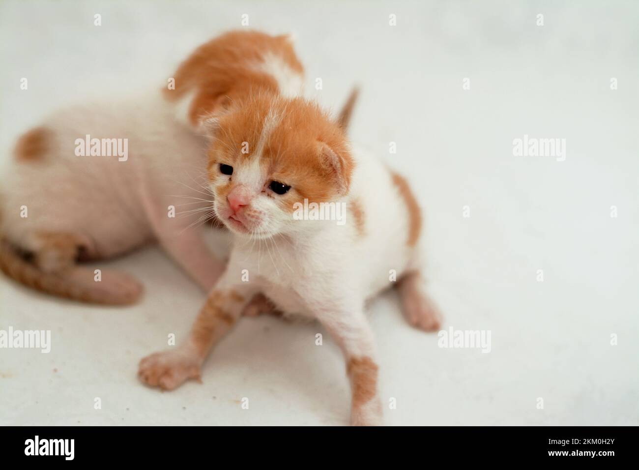 Ein Porträt von neugeborenen kleinen niedlichen streunenden ägyptischen Kätzchen, isoliert auf weißem Hintergrund, selektiver Fokus von kleinen kleinen, halbherzigen, fleckigen Katzen weiß Stockfoto