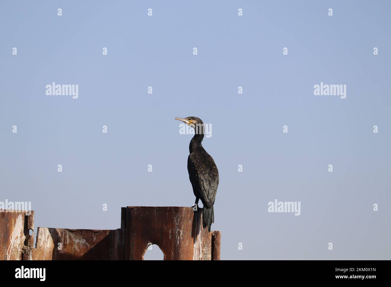 Große Kormoranvögel (Phalacrocorax carbo) am nil in Assuan Stockfoto