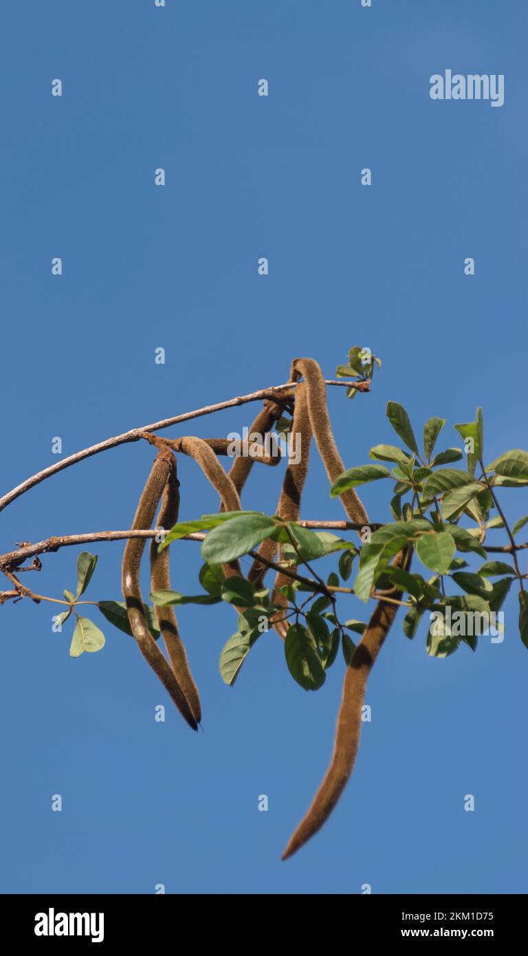 Ast der Goldenen Trompete, Handroanthus chrysotrichus, mit Blättern und Samenschoten, vor blauem Himmel. Queensland, Garten, Australien. Speicherplatz kopieren. Stockfoto