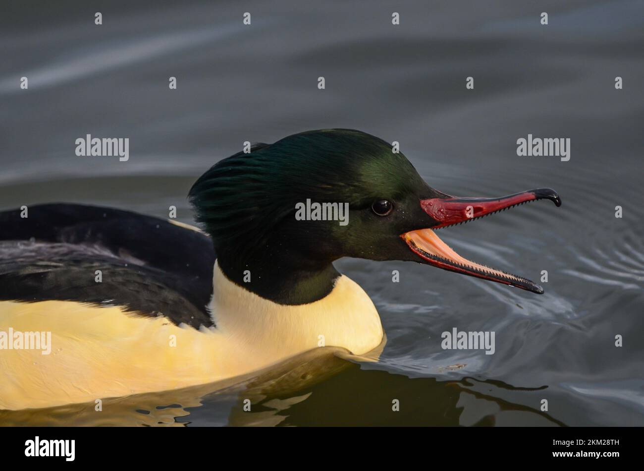 Männchen, Mergus Merganser, Großbritannien, Britische Inseln Stockfoto