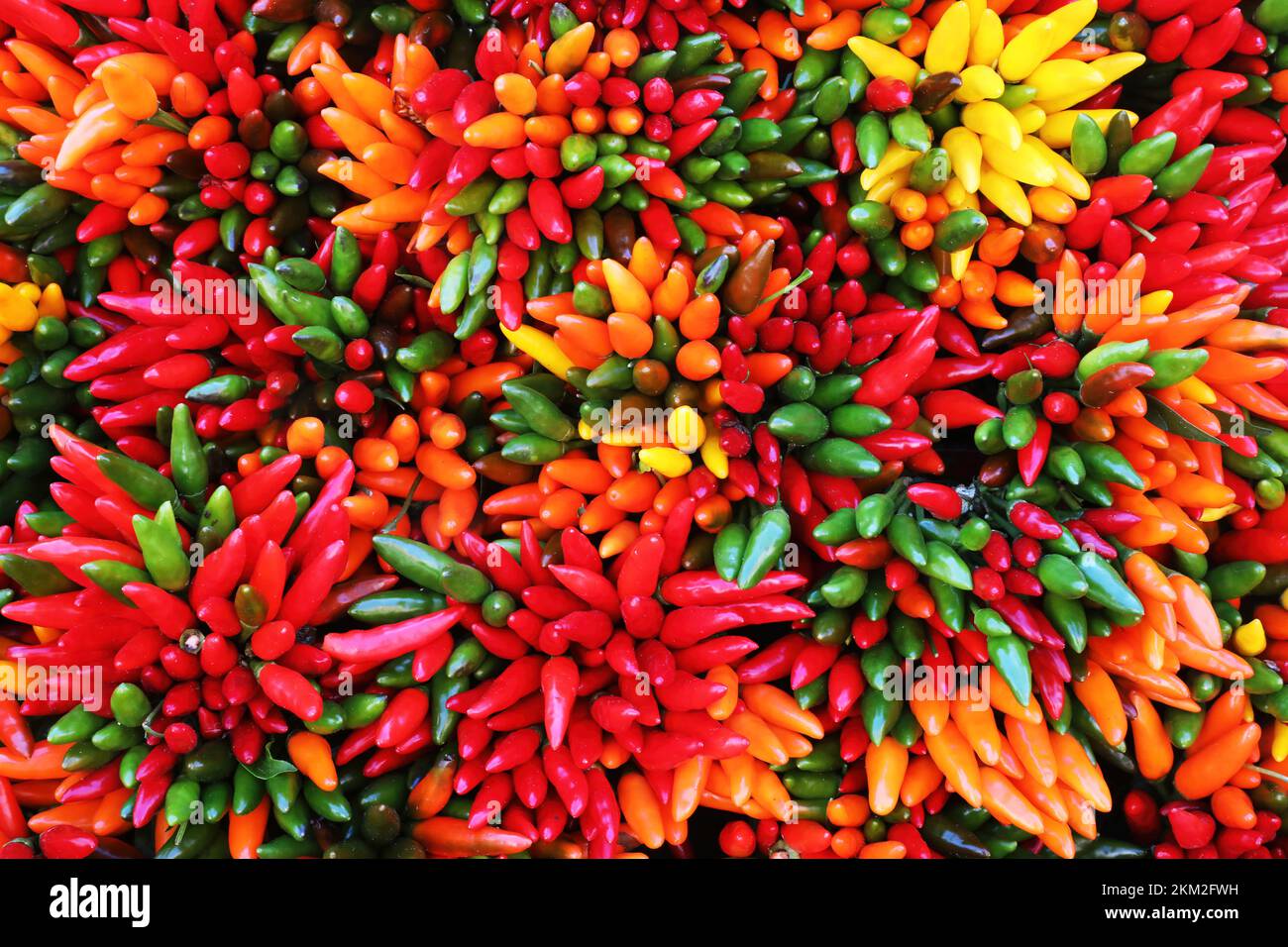 Hintergrund der mehrfarbigen Paprika Stockfoto