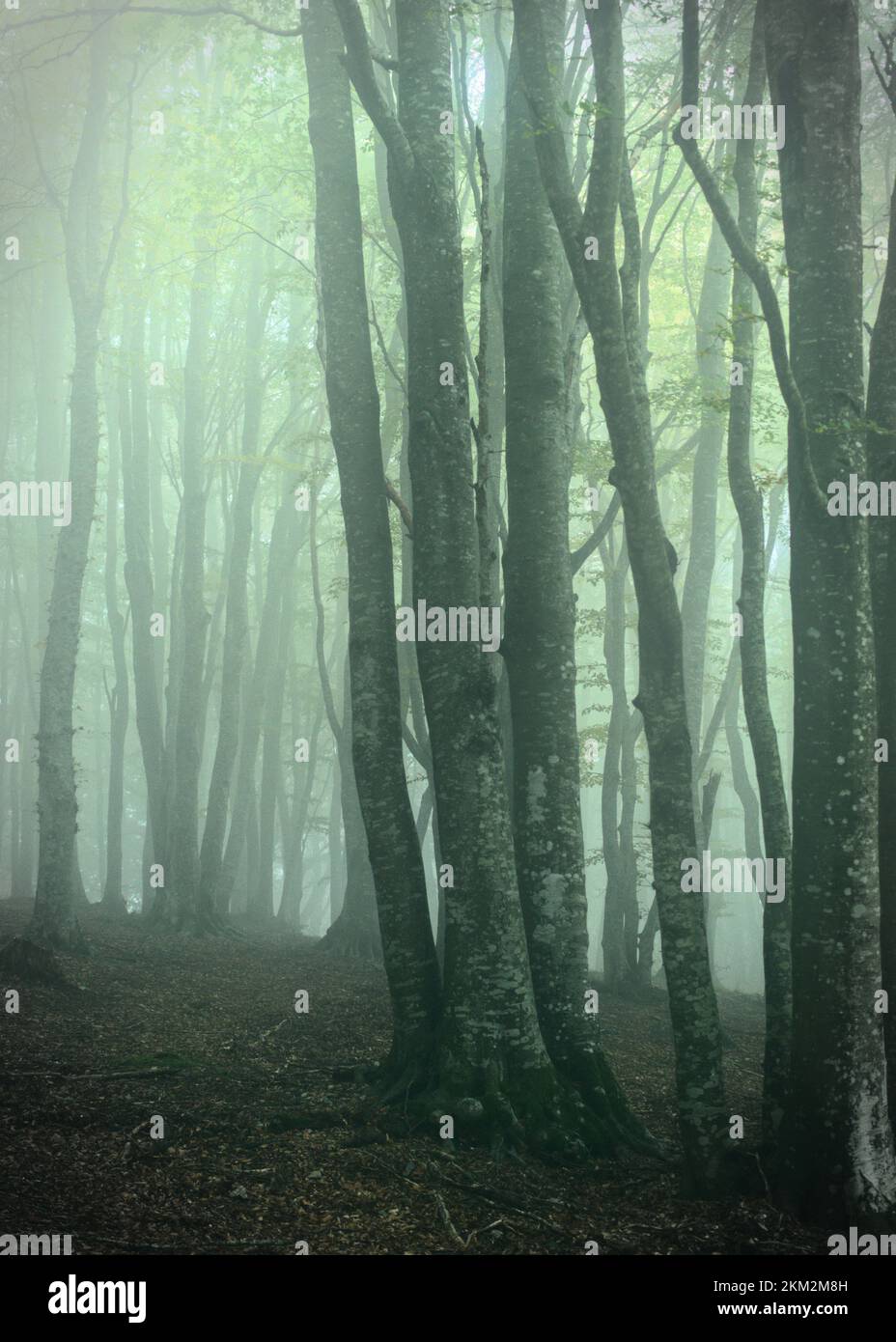 Baumlandschaft in den Bergen mit Nebel. Baumwald mit Nebel. Nebeliger Tag auf dem Berg in einer malerischen ländlichen Landschaft. Stockfoto