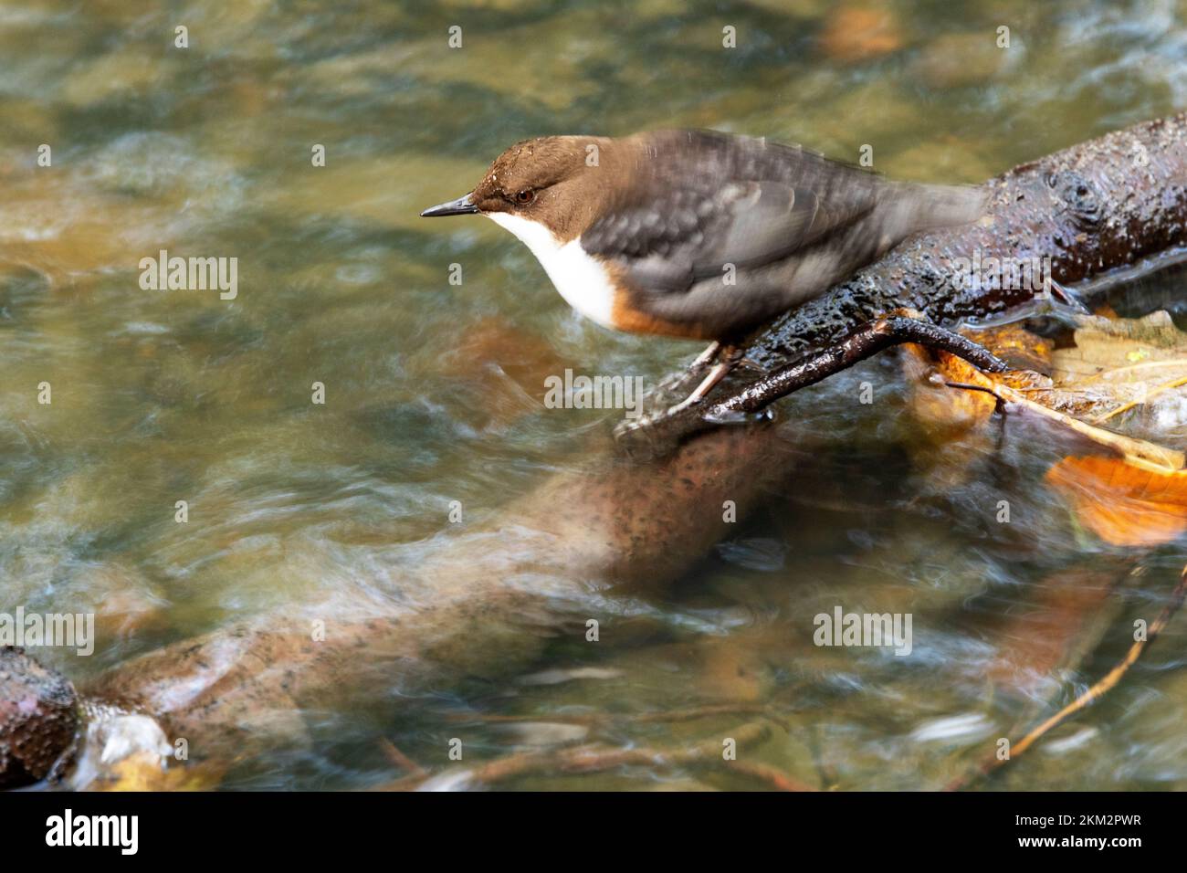 Der Dipper ist ein unverwechselbarer kleiner Vogel, der mit Bergblächen und flachen Seen verbunden ist. Sie fließen Wasserläufe in tief liegende Bereiche Stockfoto