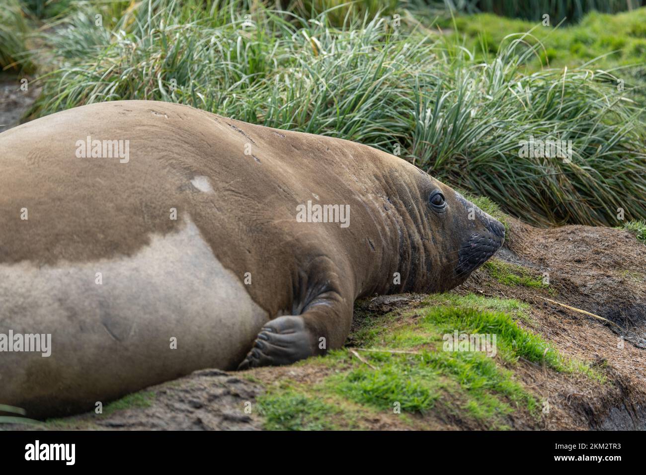 Die antarktischen Seehunde (Arctocephalus gazella) liegen in ihrem natürlichen Lebensraum im grünen Lumpengras in Südgeorgien Stockfoto