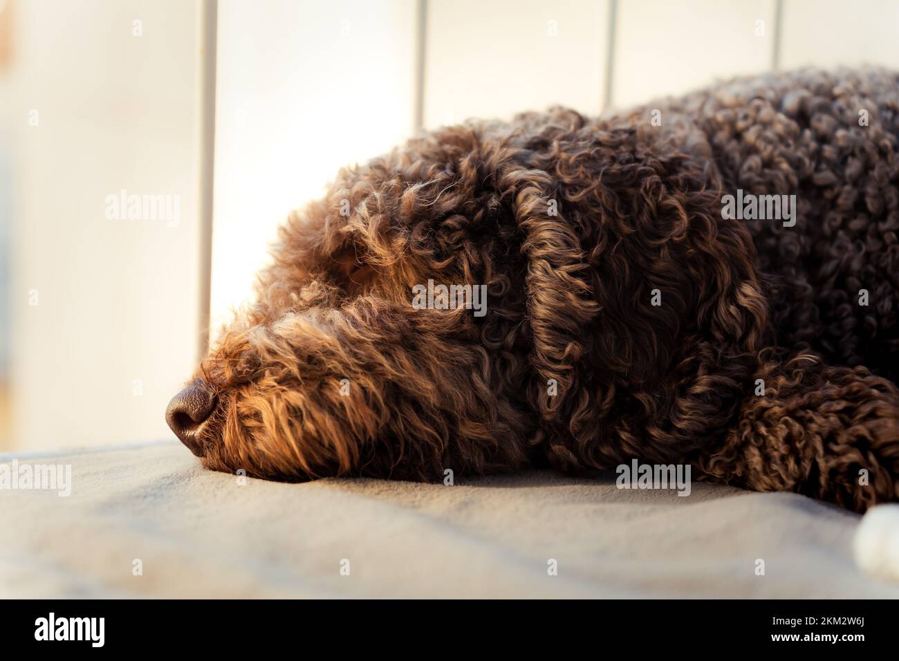 Spanischer Wasserhund ruht friedlich auf seinem Balkon während der goldenen Stunde Stockfoto