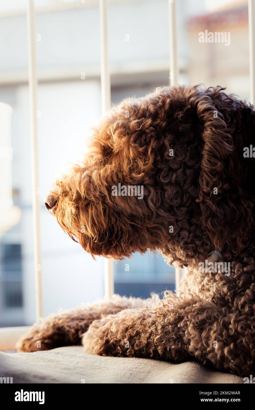 Spanischer Wasserhund ruht friedlich auf seinem Balkon während der goldenen Stunde Stockfoto