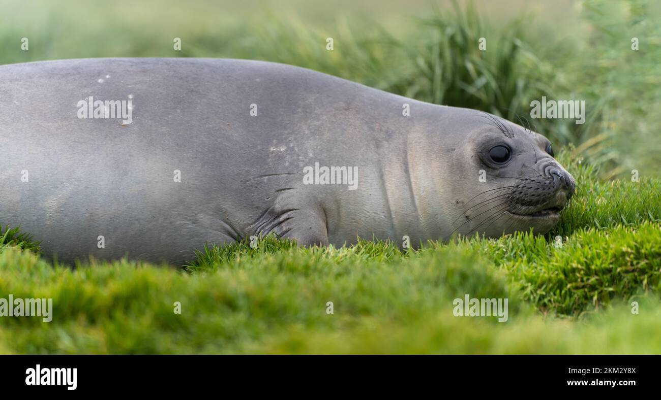 Die antarktischen Seehunde (Arctocephalus gazella) liegen in ihrem natürlichen Lebensraum im grünen Lumpengras in Südgeorgien Stockfoto