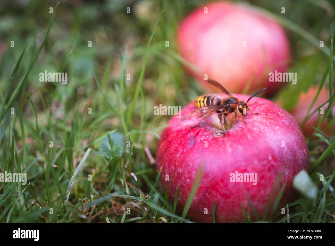 Gelbe Hornisse hoch oben auf einem roten Apfel inmitten des Grases - Vespa crabro szerszeń - großes Insekt Stockfoto