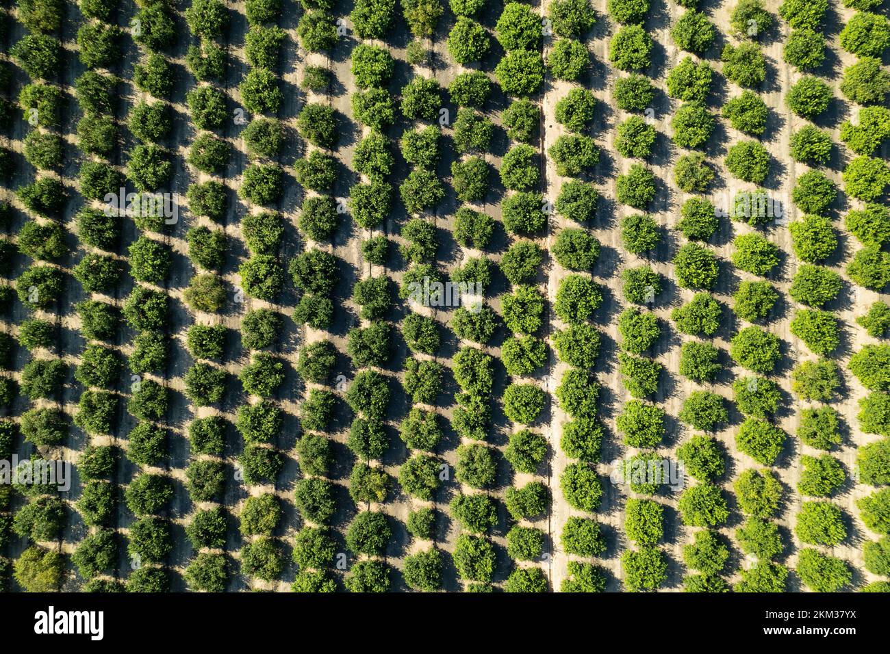 Zitronen- und Mandarinenbäume auf einem Bauernhof in der Hafenstadt Alicante, Spanien Stockfoto