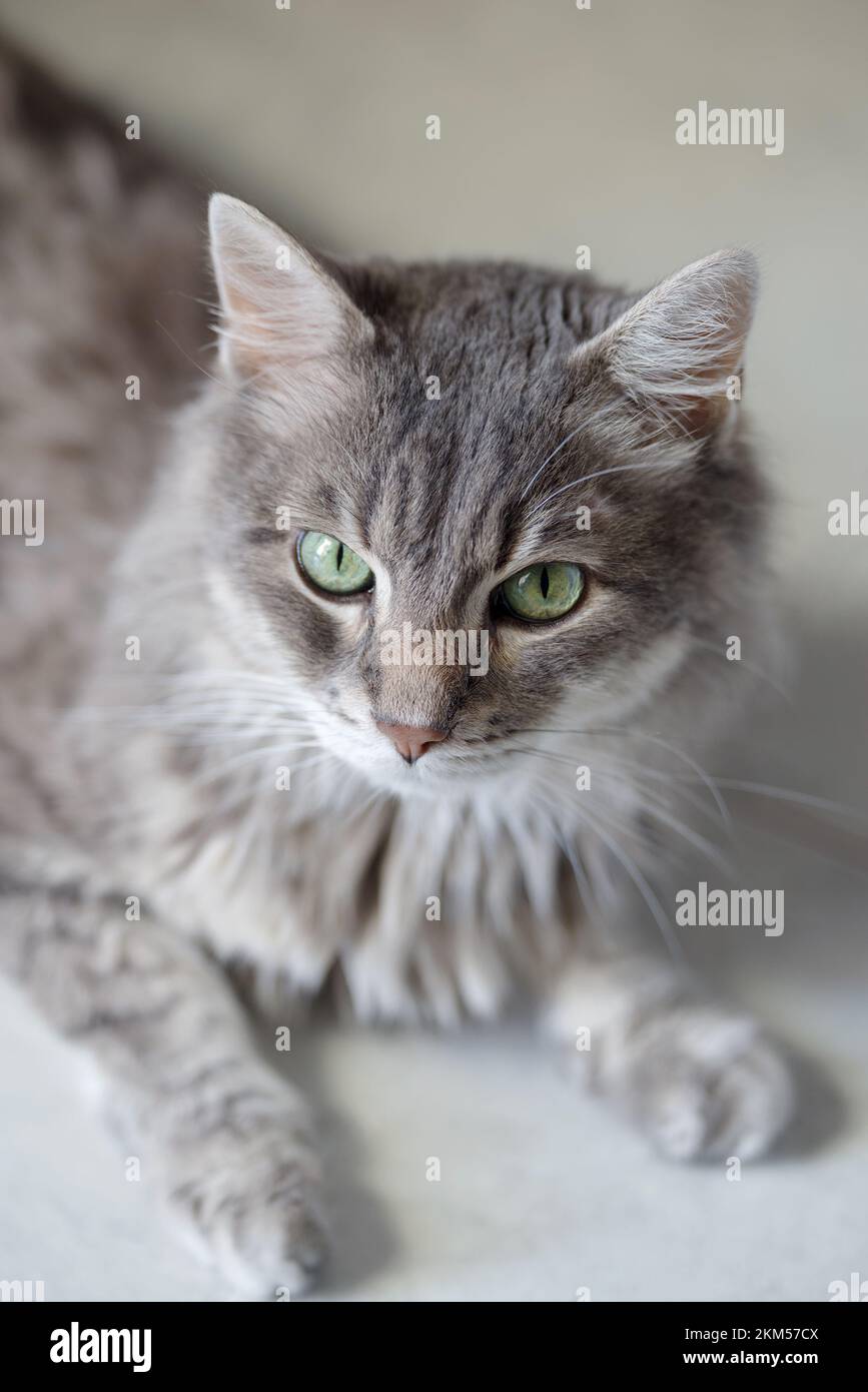 Nahaufnahme einer Katze, die zu Hause auf dem Boden liegt Stockfoto