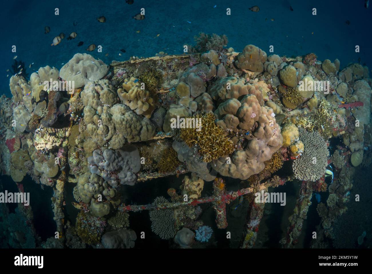 Korallen wachsen auf Wracks des 2. Weltkriegs im Korallendreieck Stockfoto