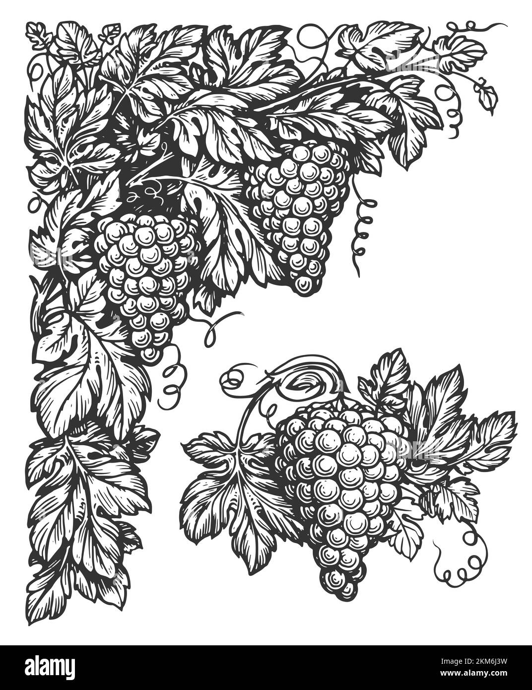 Gravur mit Weinreben. Ecke mit Wein. Weinbergwerk mit Trauben, Rentieren und Blättern. Weinberg, Ernte für die Weinherstellung Stockfoto