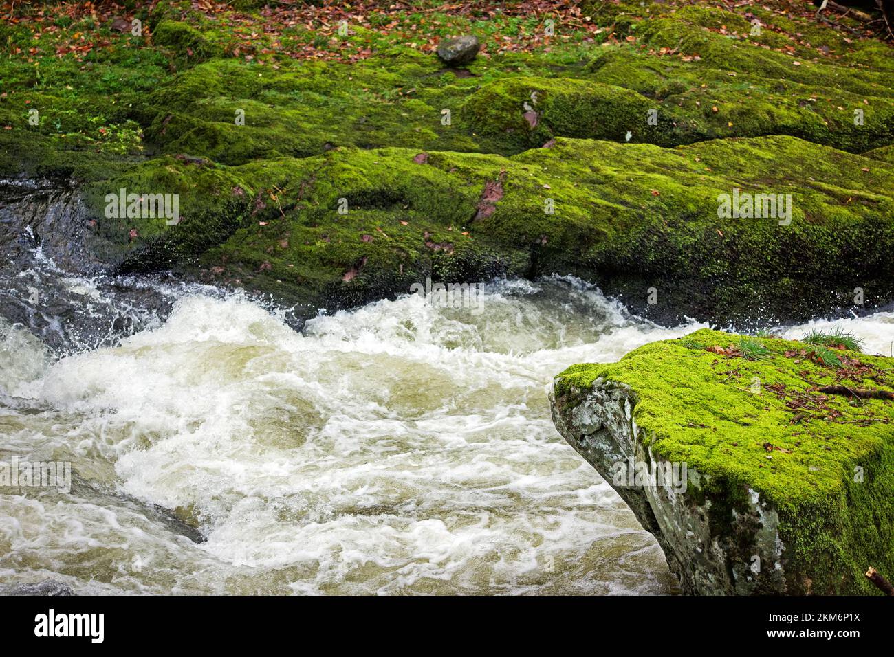 Der Ogwen fließt durch den Norden von Snowdonia in die Menai-Straße. Sie ist hier in einem bewaldeten Tal nahe Tregarth nach starkem Regen zu sehen. Stockfoto