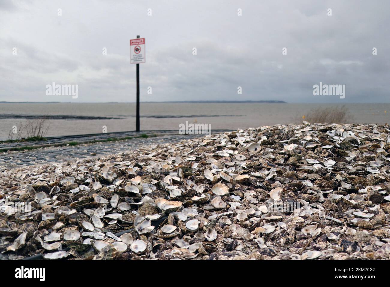 Leere Austernschalen am Strand in Whitstable Kent, England Stockfoto