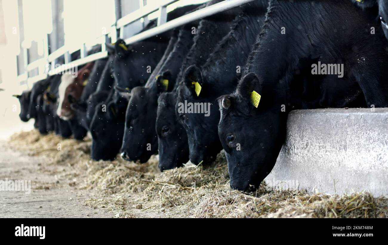 Landwirtschaftlicher Viehzuchtbetrieb oder -Ranch. Ein großer Kuhstall, eine Scheune. Eine Reihe Kühe, große schwarze reinrassige, Zuchtbullen fressen Heu. Hochwertiges Foto Stockfoto