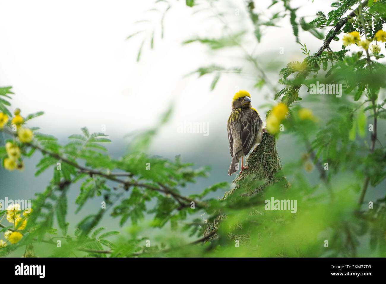 Asian Baya Weaver - der Baya Weaver (Ploceus philippinus) ist ein Weber, der auf dem indischen Subkontinent und Südostasien zu finden ist. Schwärme dieser bir Stockfoto