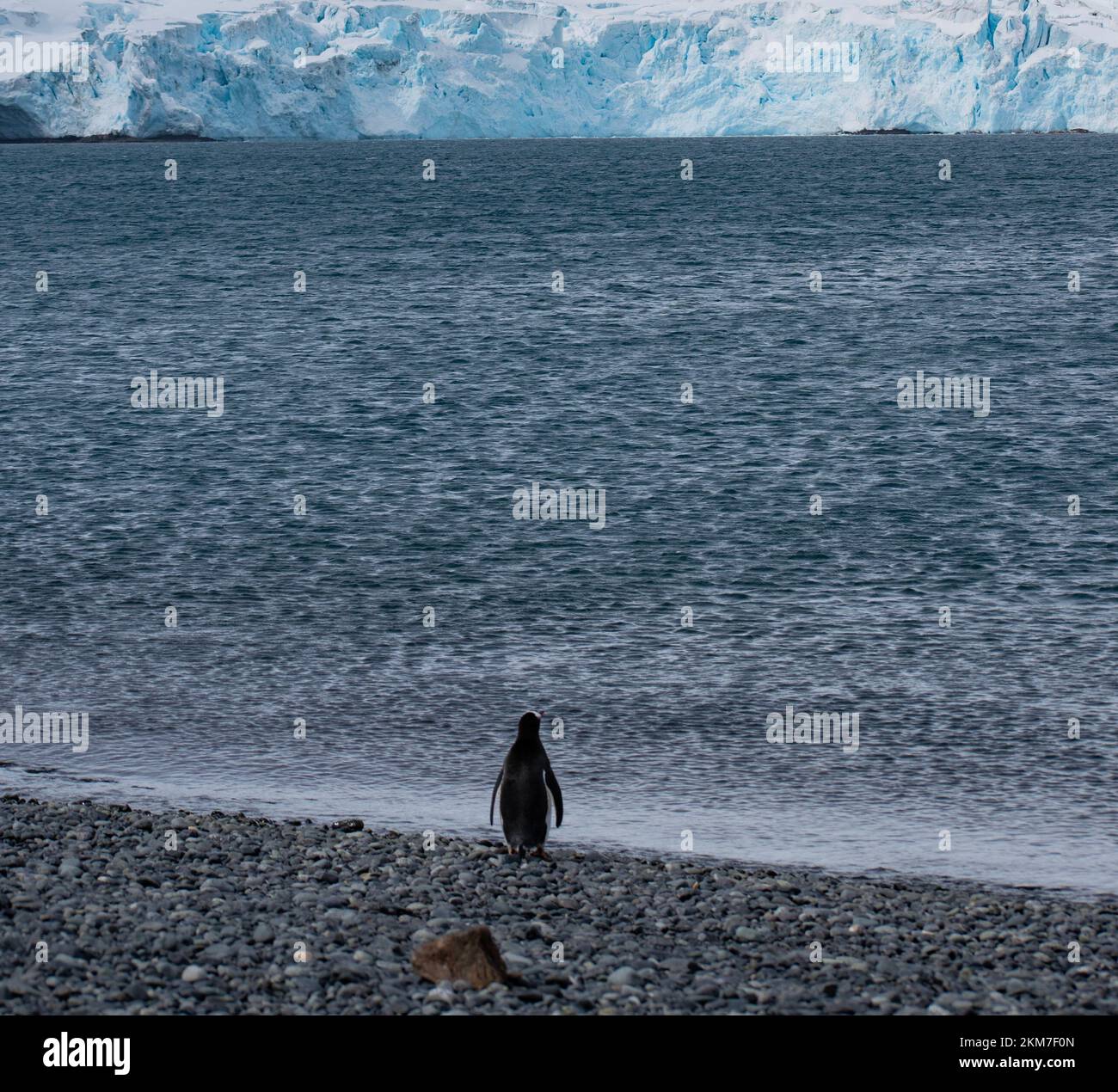 Ein einzelner Gentoo-Pinguin, der auf einem Kieselstrand in der Antarktis steht; mit Blick auf die Bucht von Wasser und Gletscher in einem ergreifenden Bild. Stockfoto